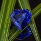 heart shape blue sapphire